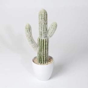 Cactus with melamine pot