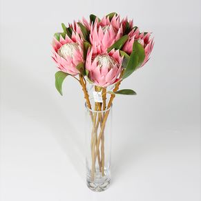 Single Protea Cynaroides