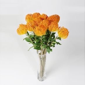 Single Leucospermum Cordifolium