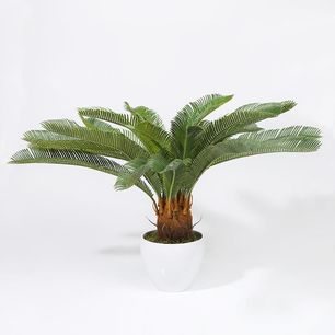 Cycad in Plastic Pot