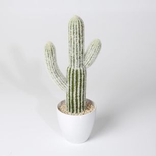 Cactus with melamine pot