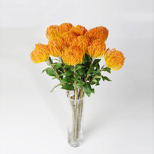 Single Leucospermum Cordifolium