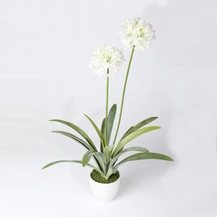 Narcissus