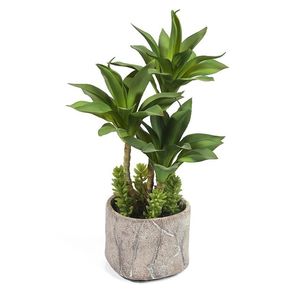 Succulent in cement pot