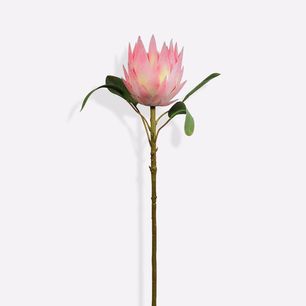 Single Protea Cynaroides