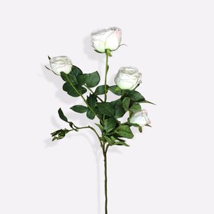 Single Poland Rose White 5 Head