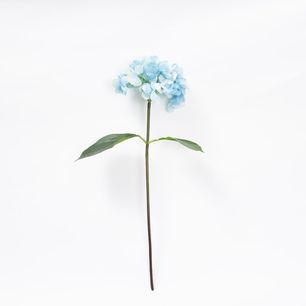 Single Hydrangea