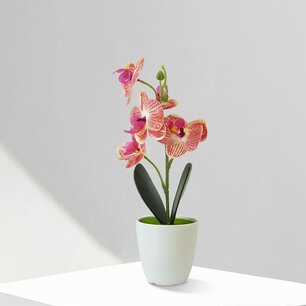 Potted Vanda Orchid