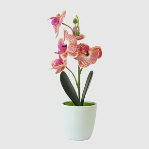 Potted Vanda Orchid
