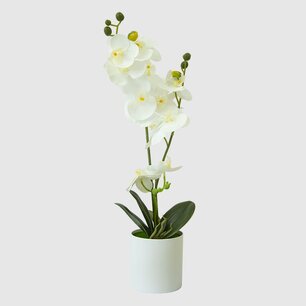 Potted Double Stem Orchid